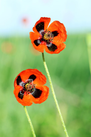 Red poppy flowers, close upの写真素材