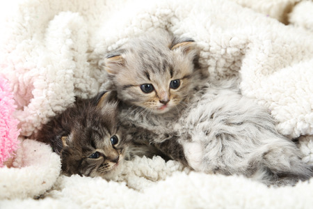 Small kittens on the plaidの写真素材