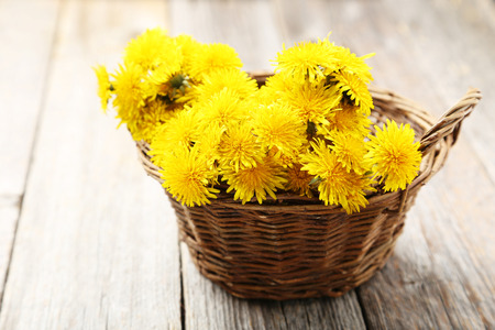 Yellow dandelion in basket on grey wooden backgroundの写真素材