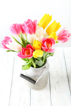 Beautiful tulips in can on white wooden backgroundの写真素材