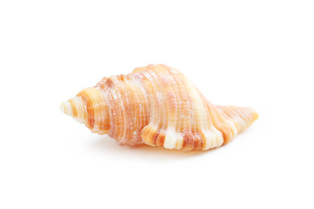 Sea shell isolated on a whiteの写真素材