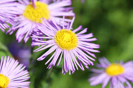 Beautiful spring flowers in the gardenの写真素材