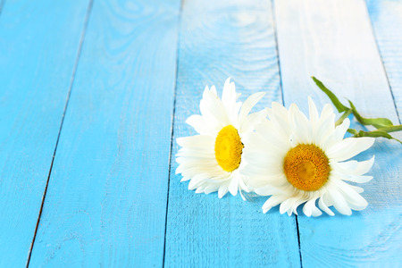 Chamomile flowers on a blue wooden backgroundの写真素材
