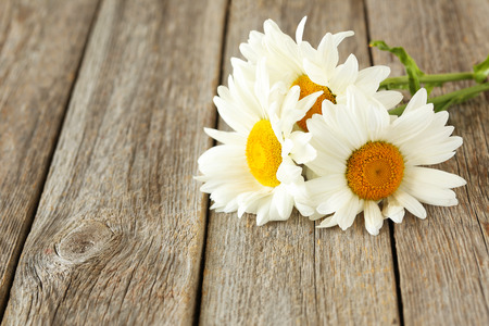 Chamomile flowers on a grey wooden backgroundの写真素材