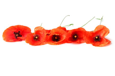 Red Poppy flowers on white backgroundの写真素材