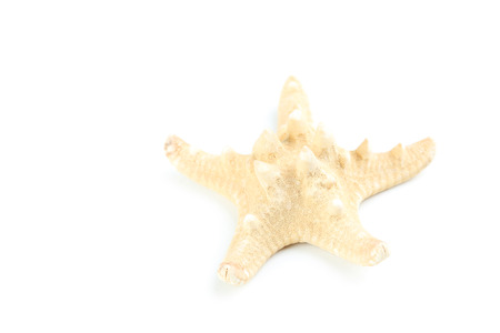 Starfish isolated on a whiteの写真素材