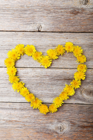 Yellow dandelion heart on grey wooden backgroundの写真素材