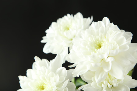 White chrysanthemum flowers on black backgroundの写真素材