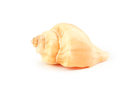 Sea shell isolated on whiteの写真素材