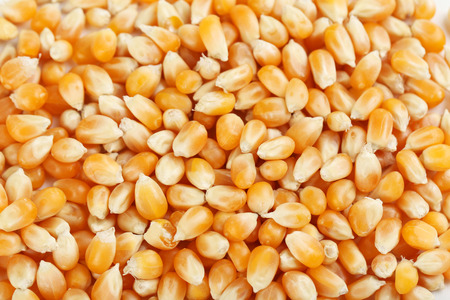 Dried corn grains background, close upの写真素材