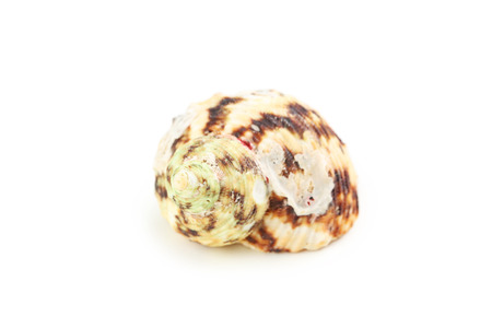 Sea shell isolated on white