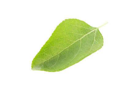 Green leaf isolated on a whiteの写真素材