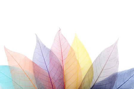 Skeleton leafs on a white backgroundの写真素材