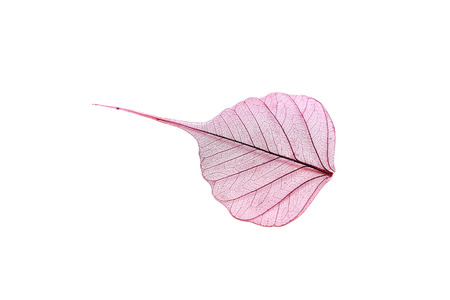 Skeleton leaf isolated on a whiteの写真素材