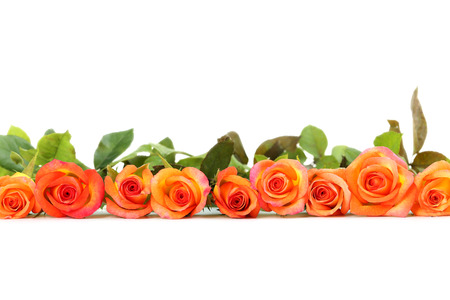 Bouquet of orange roses on white backgroundの写真素材