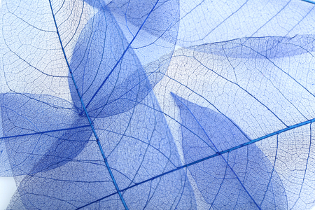 Skeleton leafs background, close upの写真素材