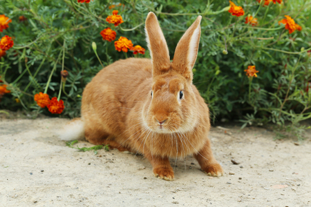 Beautiful red rabbit, close upの写真素材