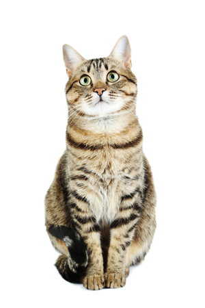 Beautiful cat isolated on a whiteの写真素材