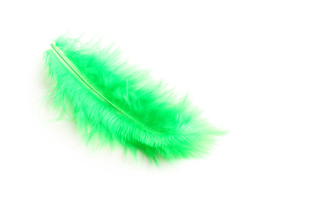 Feather isolated on a whiteの写真素材