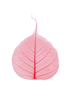 Skeleton leaf isolated on a whiteの写真素材