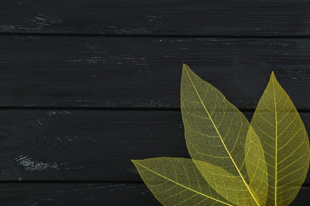 Skeleton leafs on black wooden backgroundの写真素材