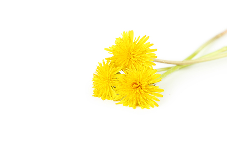 Yellow dandelion isolated on whiteの写真素材