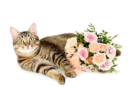 Bouquet of beautiful roses with cat isolated on a whiteの写真素材
