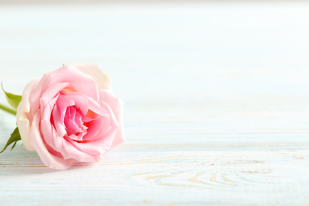Bouquet of beautiful rose on a blue wooden tableの写真素材