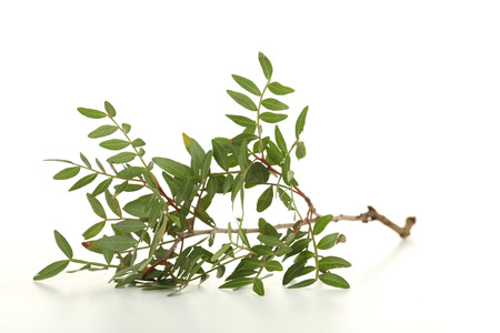 Green leafs isolated on a white backgroundの写真素材