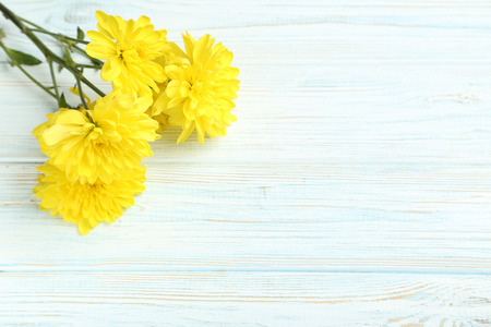 Yellow chrysanthemum flowers on a white wooden tableの写真素材