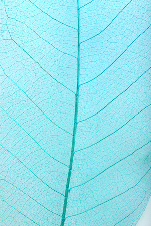Skeleton leafs background, close upの写真素材
