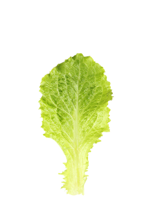 Fresh salad lettuce isolated on a whiteの写真素材