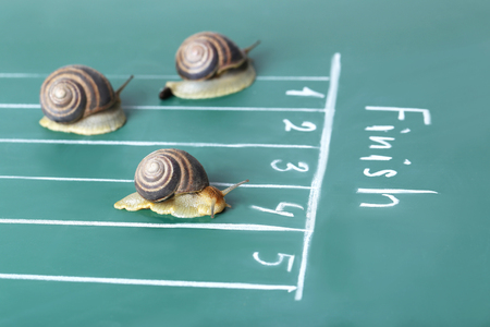 Brown snails run to the finish lineの写真素材