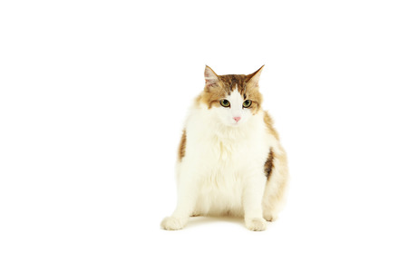 Beautiful cat isolated on a white backgroundの写真素材