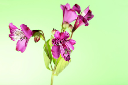 Beautiful alstroemeria flowers on a green backgroundの写真素材