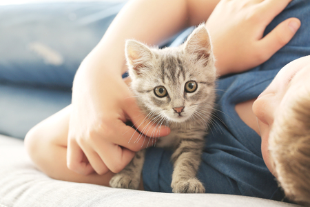 Child with kitten on grey sofa at homeの写真素材