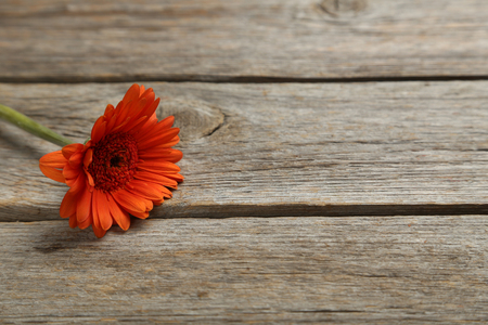 Orange flower on a grey wooden tableの写真素材