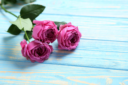 Beautiful pink roses on a blue wooden table