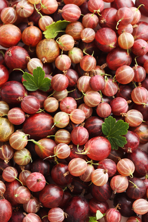 Ripe and sweet gooseberries fruit backgroundの写真素材