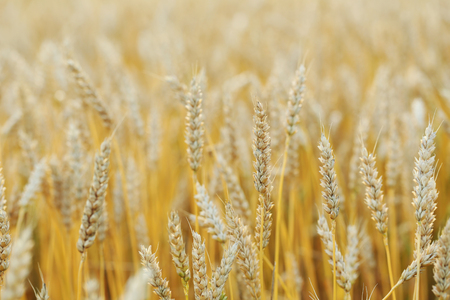 Ripe golden wheat field on outdoorsの写真素材