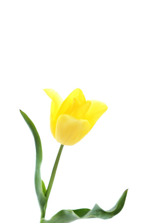 Yellow tulip isolated on a white backgroundの写真素材