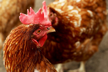 Brown hen outdoors, close upの写真素材