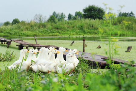 Yellow ducks running in the grass near the waterの写真素材