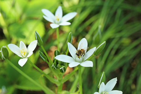 Spring flowers in the garden, close upの写真素材