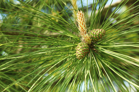 Cone on a pine tree, close up