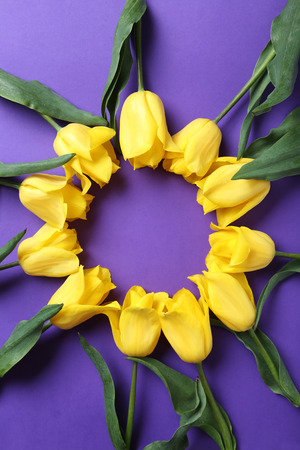Bouquet of yellow tulips on a purple backgroundの写真素材