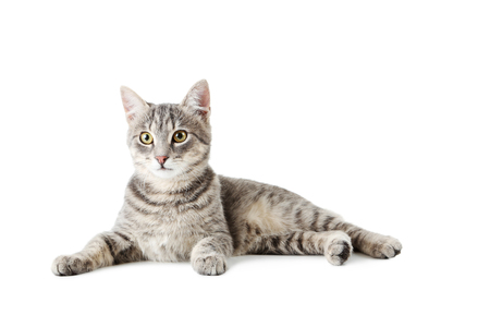 Beautiful grey cat isolated on a whiteの写真素材