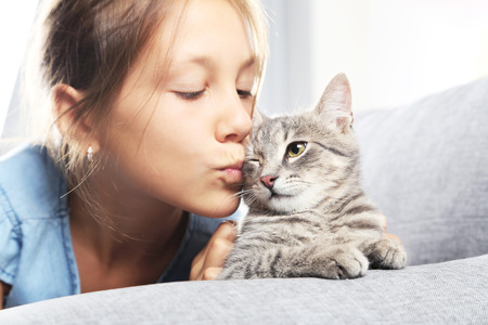 Beautiful grey cat on female hands on sofaの写真素材