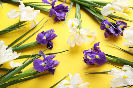 Purple and white iris flowers on yellow backgroundの写真素材