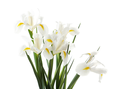 Bouquet of iris flowers isolated on a white